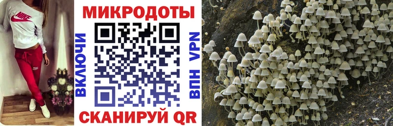 Псилоцибиновые грибы Psilocybe Чкаловск